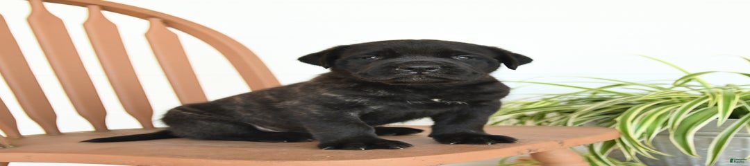 Geronimo