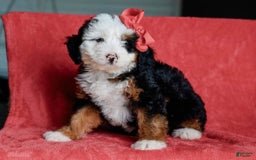 Mini Bernedoodle dogs for sale: Matilda - Image 3