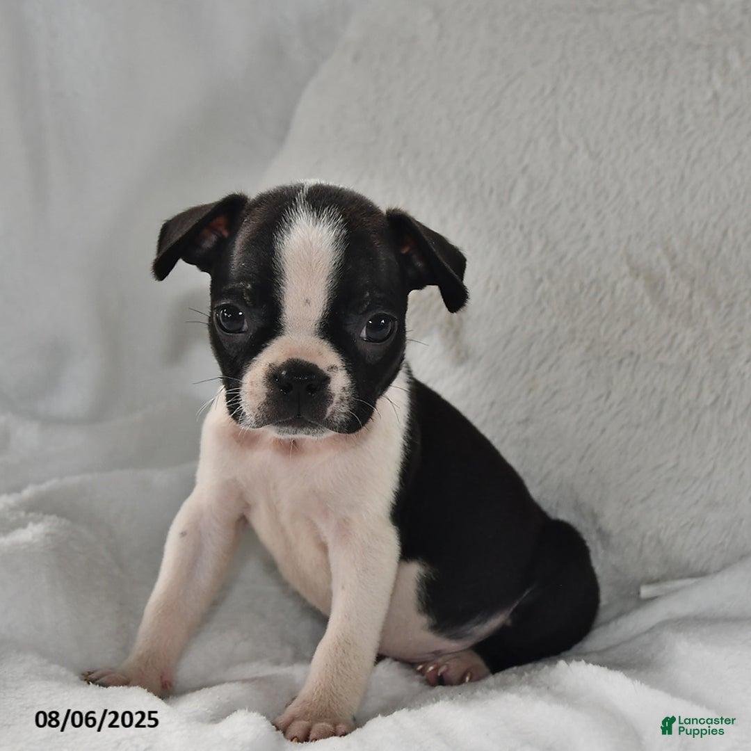 Boston Terrier dogs for sale: Benny - Image 1