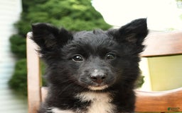 Border Collie dogs for sale: Paris - Image 2