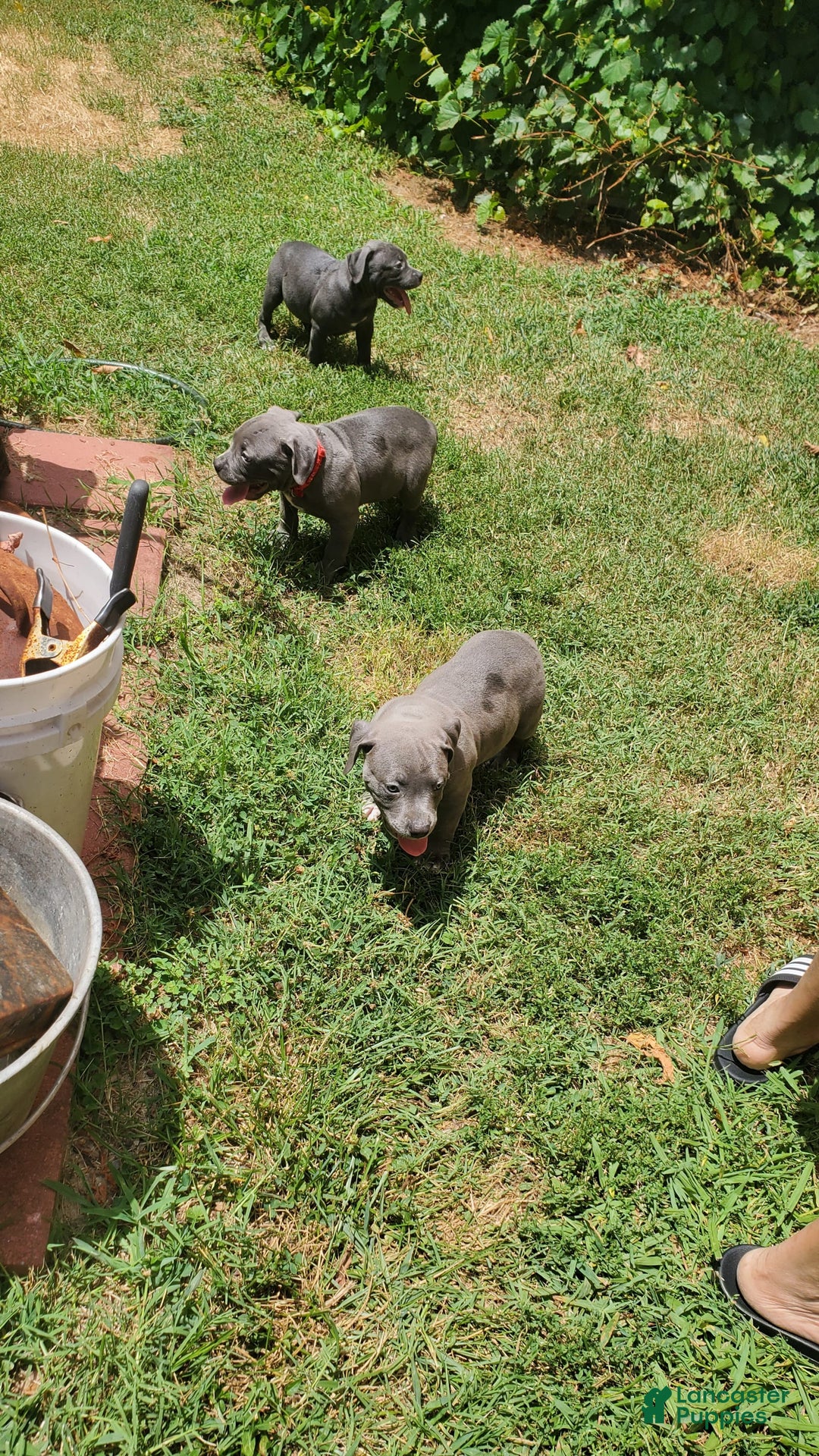 American Bully dogs for sale: Razor Edge Pup - Image 2