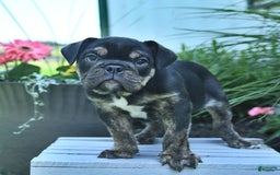 English Bulldog dogs for sale: Teddy - Image 3