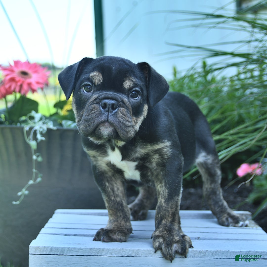 English Bulldog dogs for sale: Teddy - Image 3