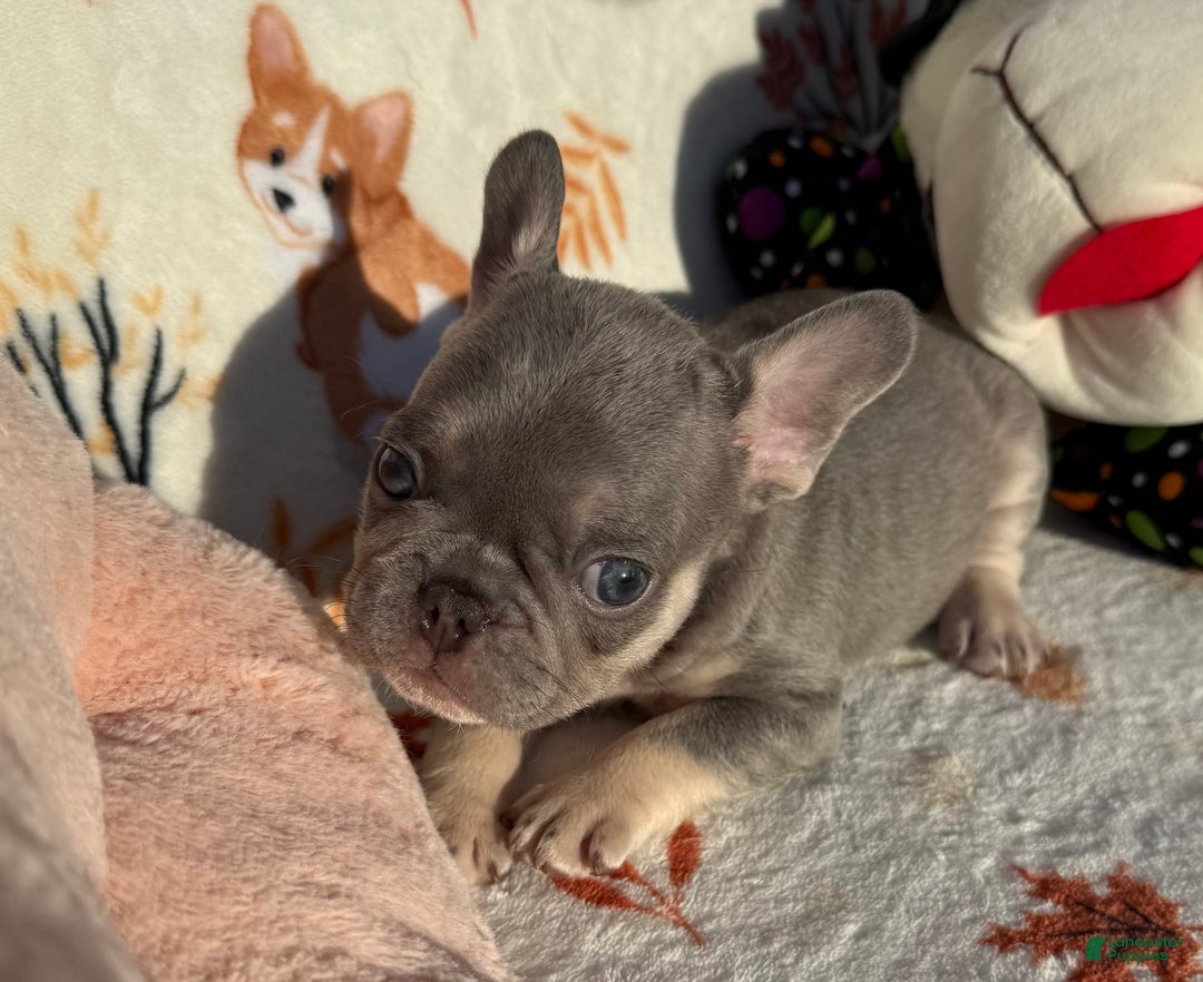French Bulldog dogs for sale: Gucci - Image 3