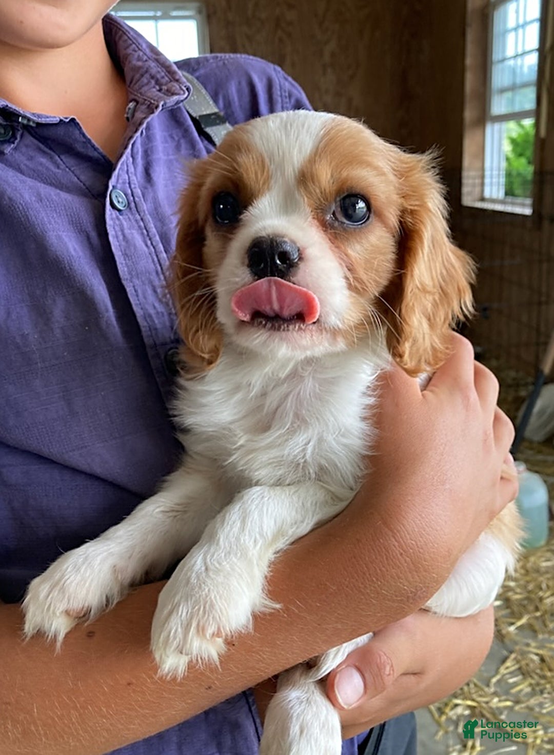 Cavalier King Charles Spaniel dogs for sale: Starlight - Image 1