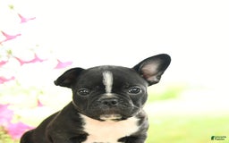 Frenchton dogs for sale: Gretta - Image 3