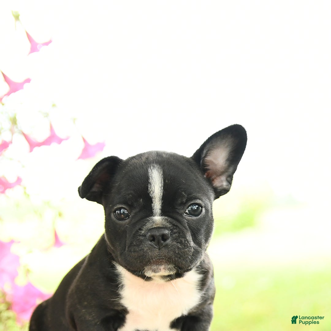 Frenchton dogs for sale: Gretta - Image 3