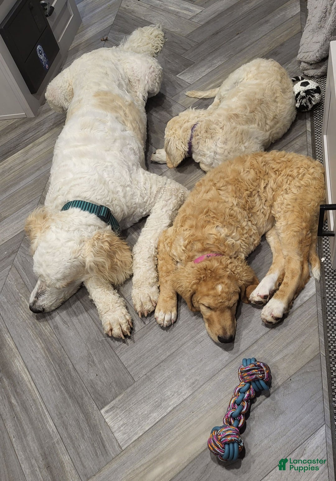 Saint Berdoodles dogs for sale: Dobby - Image 2