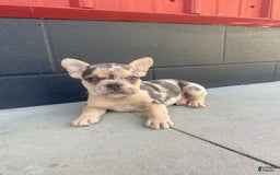 French Bulldog dogs for sale: Zookie - Image 5