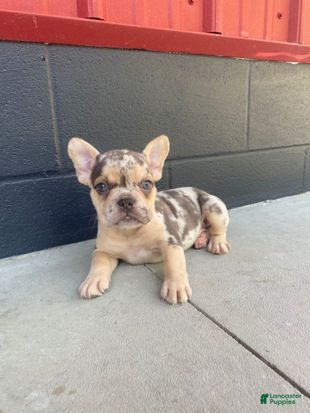 French Bulldog dogs for sale: Zookie - Image 5