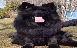 German Shepherd dogs for stud: SIMBA - Image 10