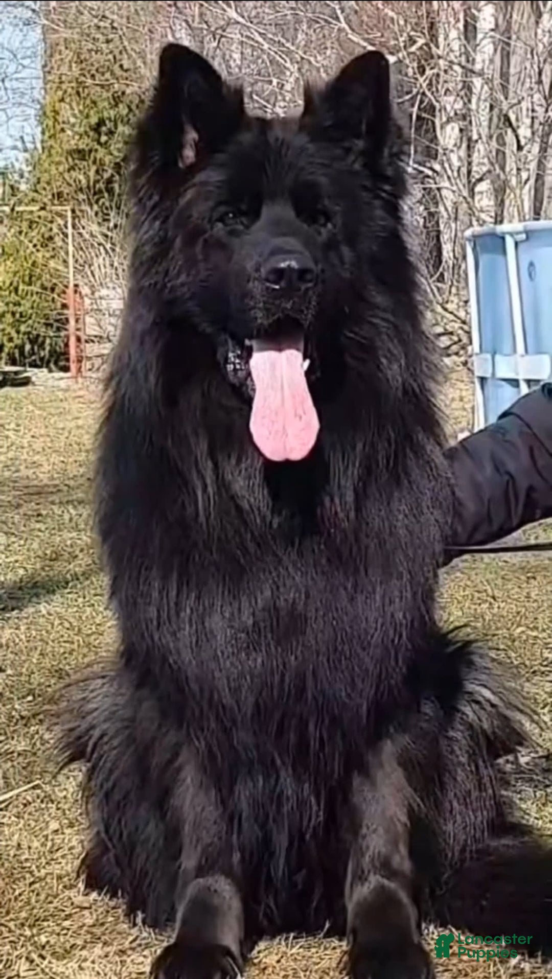 German Shepherd dogs for stud: SIMBA - Image 10