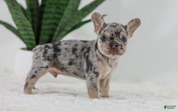French Bulldog dogs for sale: Garth - Image 7