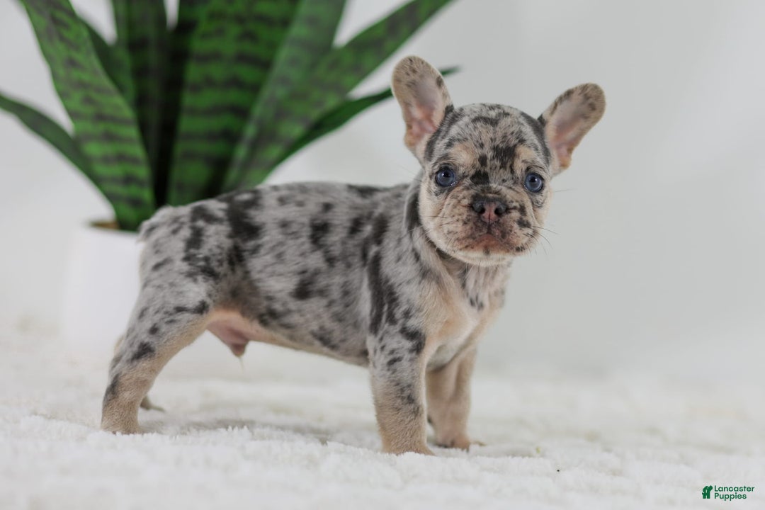 French Bulldog dogs for sale: Garth - Image 7