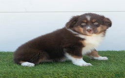 Australian Shepherd dogs for sale: Milo - Image 3