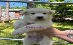 Alaskan Malamute dogs for sale: Maxine Puppies - Image 3