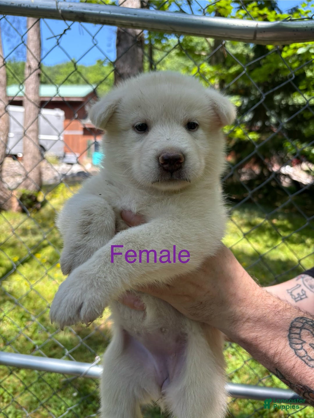 Alaskan Malamute dogs for sale: Maxine Puppies - Image 3