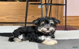 Maltese dogs for sale: Diana - Image 7