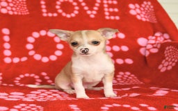 Chihuahua dogs for sale: Peanut - Image 6