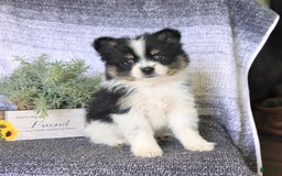 Pomeranian dogs for sale: Diesel - Image 2