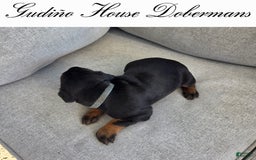 Doberman Pinscher dogs for sale: Blue Collar Female - Image 3