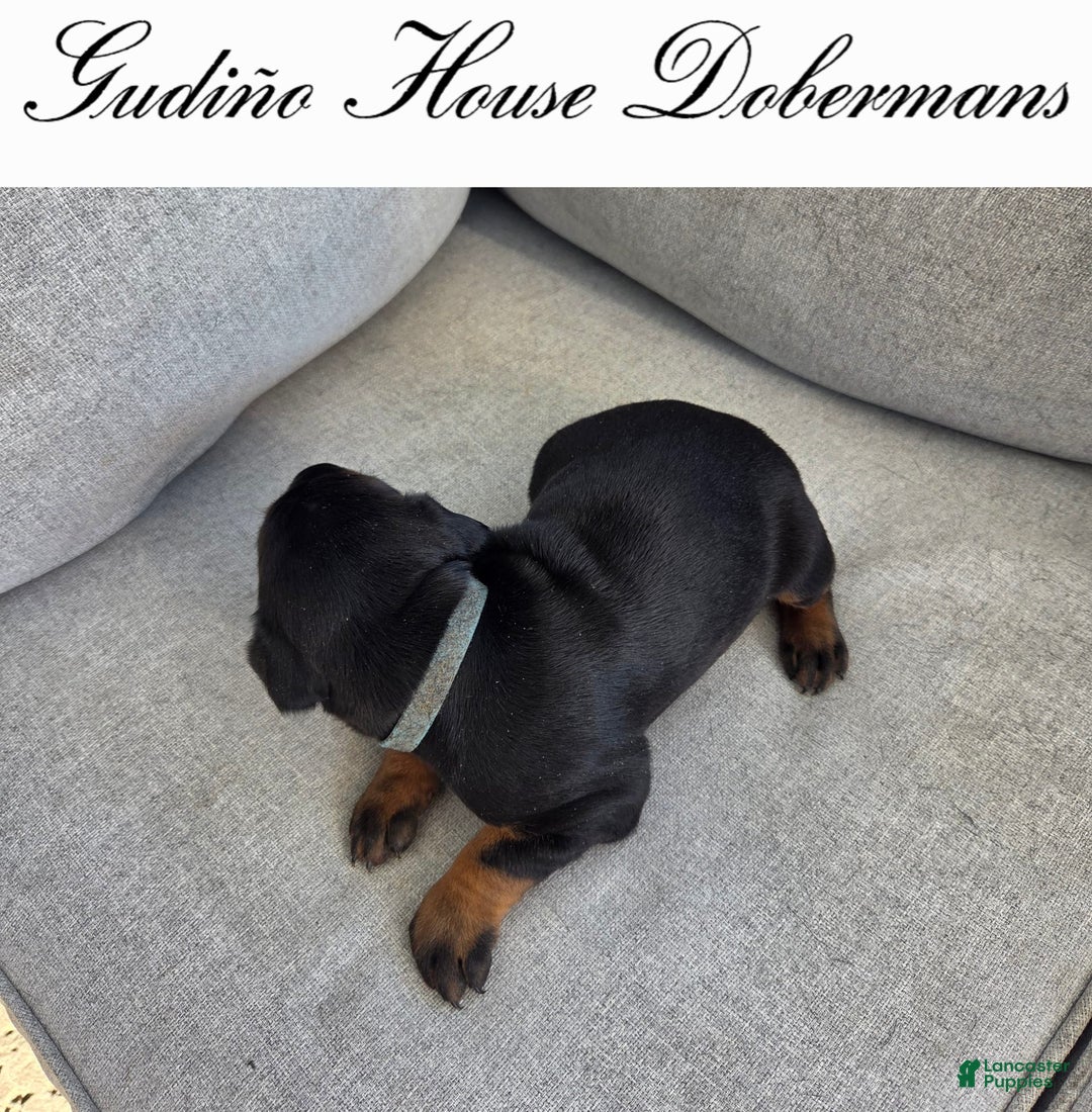 Doberman Pinscher dogs for sale: Blue Collar Female - Image 3