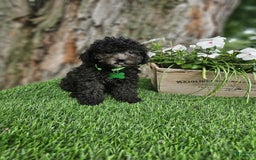 Toy Poodle dogs for sale: Bransen - Image 1