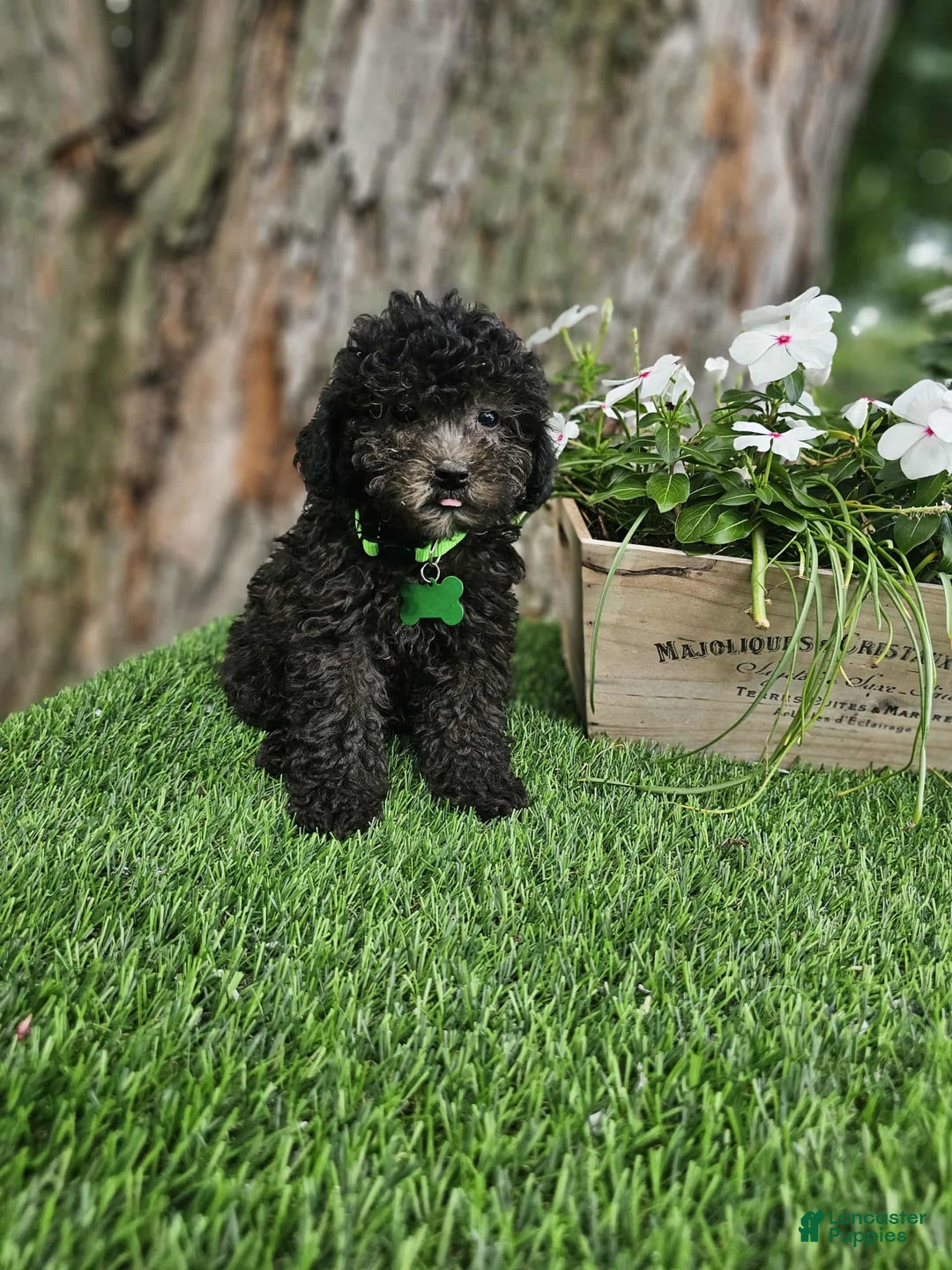 Toy Poodle dogs for sale: Bransen - Image 1