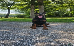 Doberman Pinscher dogs for sale: Nala - Image 8