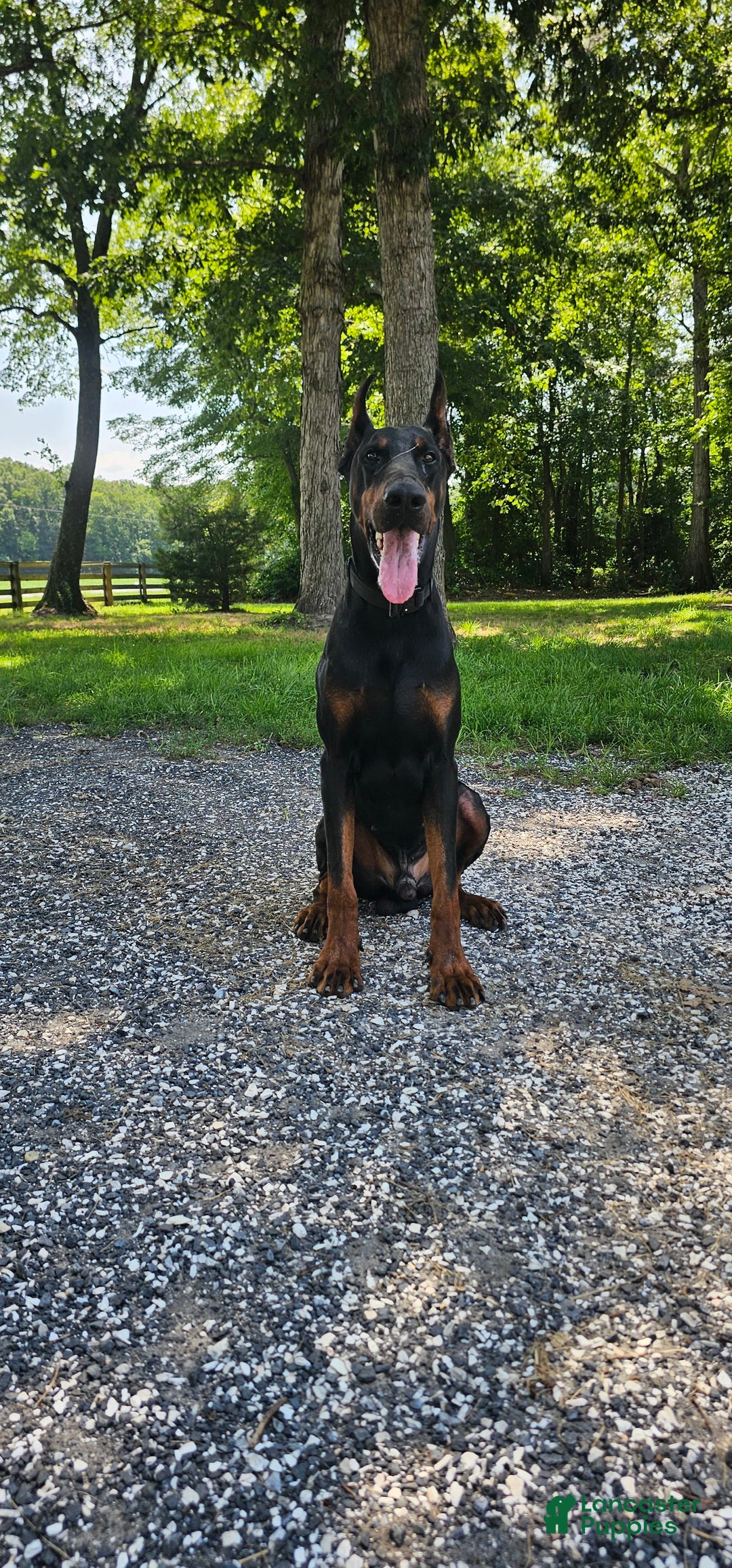 Doberman Pinscher dogs for sale: Nala - Image 8