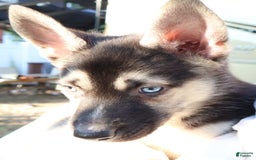 Gerberian Shepsky dogs for sale: Finn - Image 3