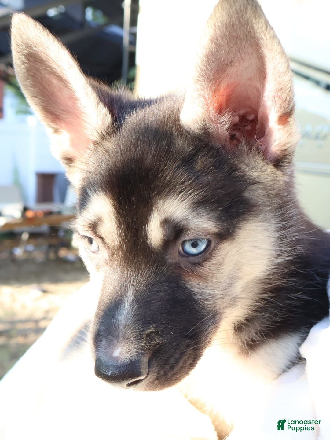 Gerberian Shepsky dogs for sale: Finn - Image 3