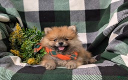 Pomeranian dogs for sale: Pomeranian 5 puppies - Image 5