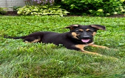 German Shepherd dogs for sale: Drama Girl - Image 15
