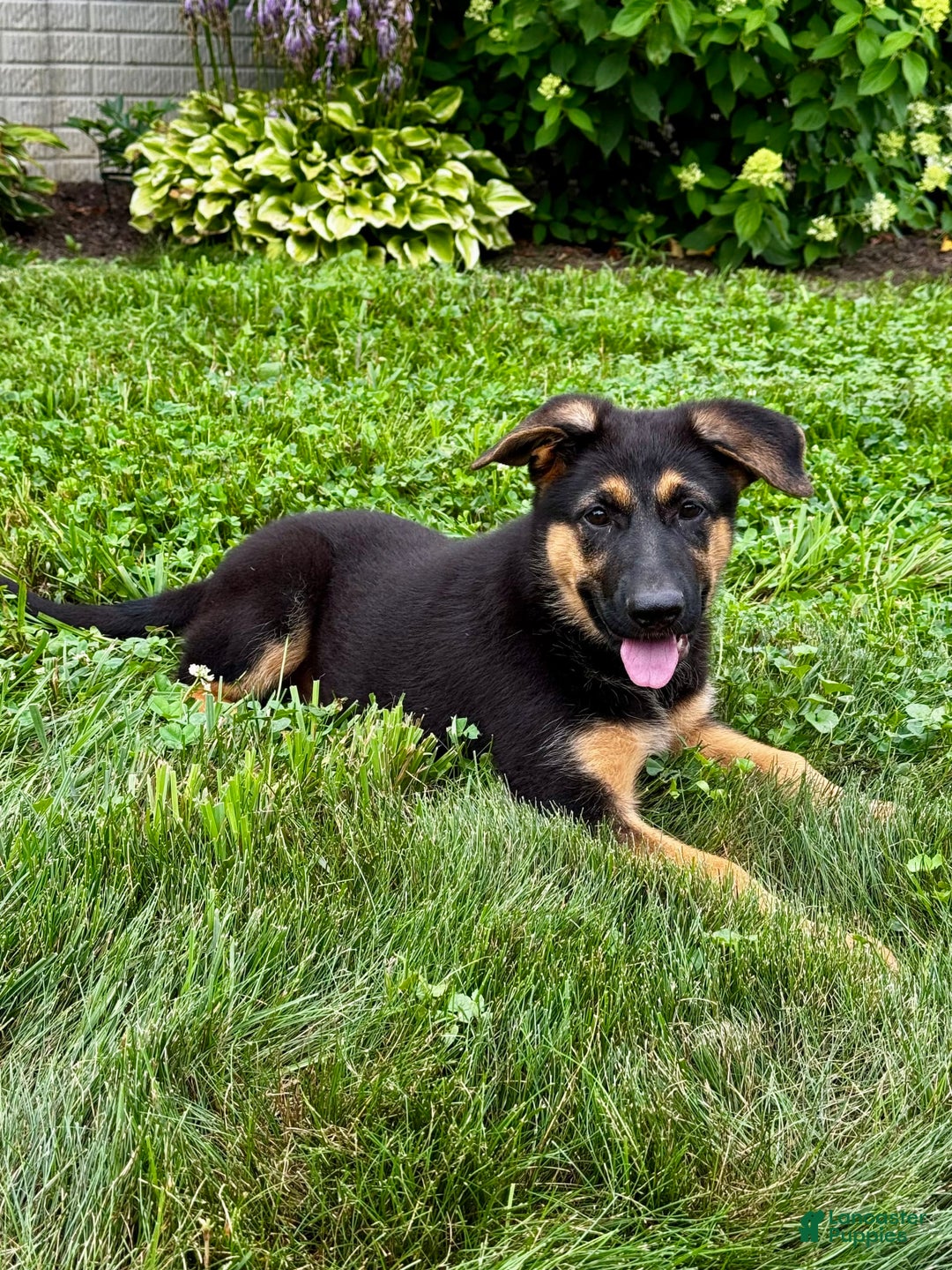 German Shepherd dogs for sale: Drama Girl - Image 15