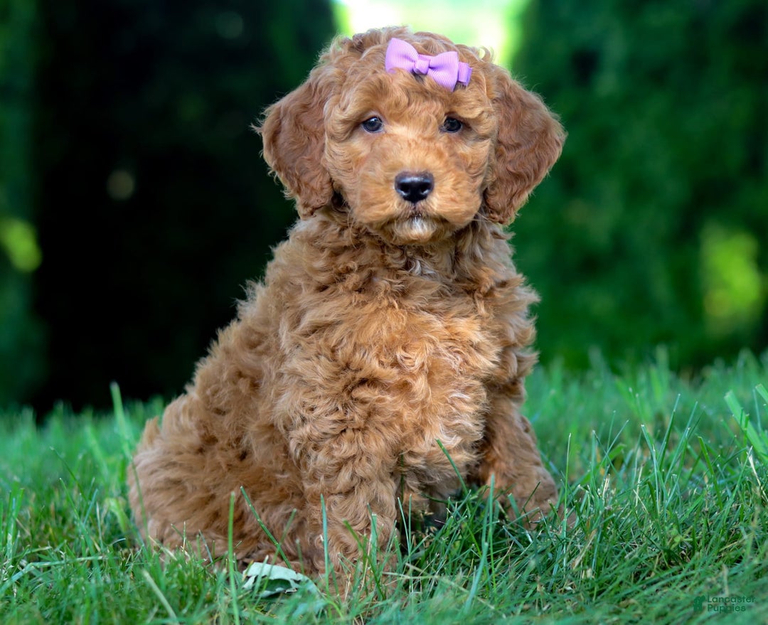 Goldendoodle dogs for sale: Sugar - Image 7