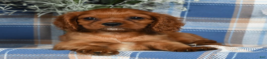 Abby