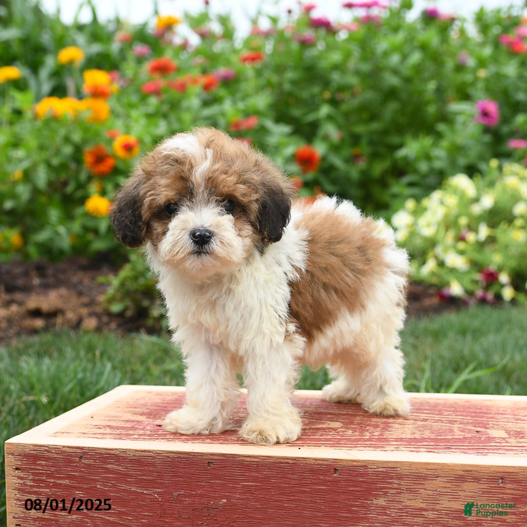Miniature Poodle dogs for sale: Nugget - Image 2