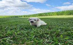 Labrador Retriever dogs for sale: Stella - Image 6