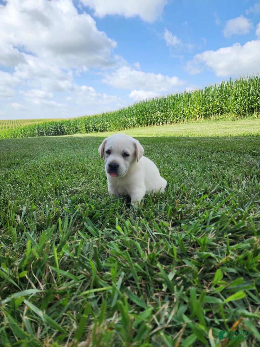 Labrador Retriever dogs for sale: Stella - Image 6