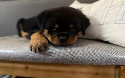 Rottweiler dogs for sale: Bambi - Image 6