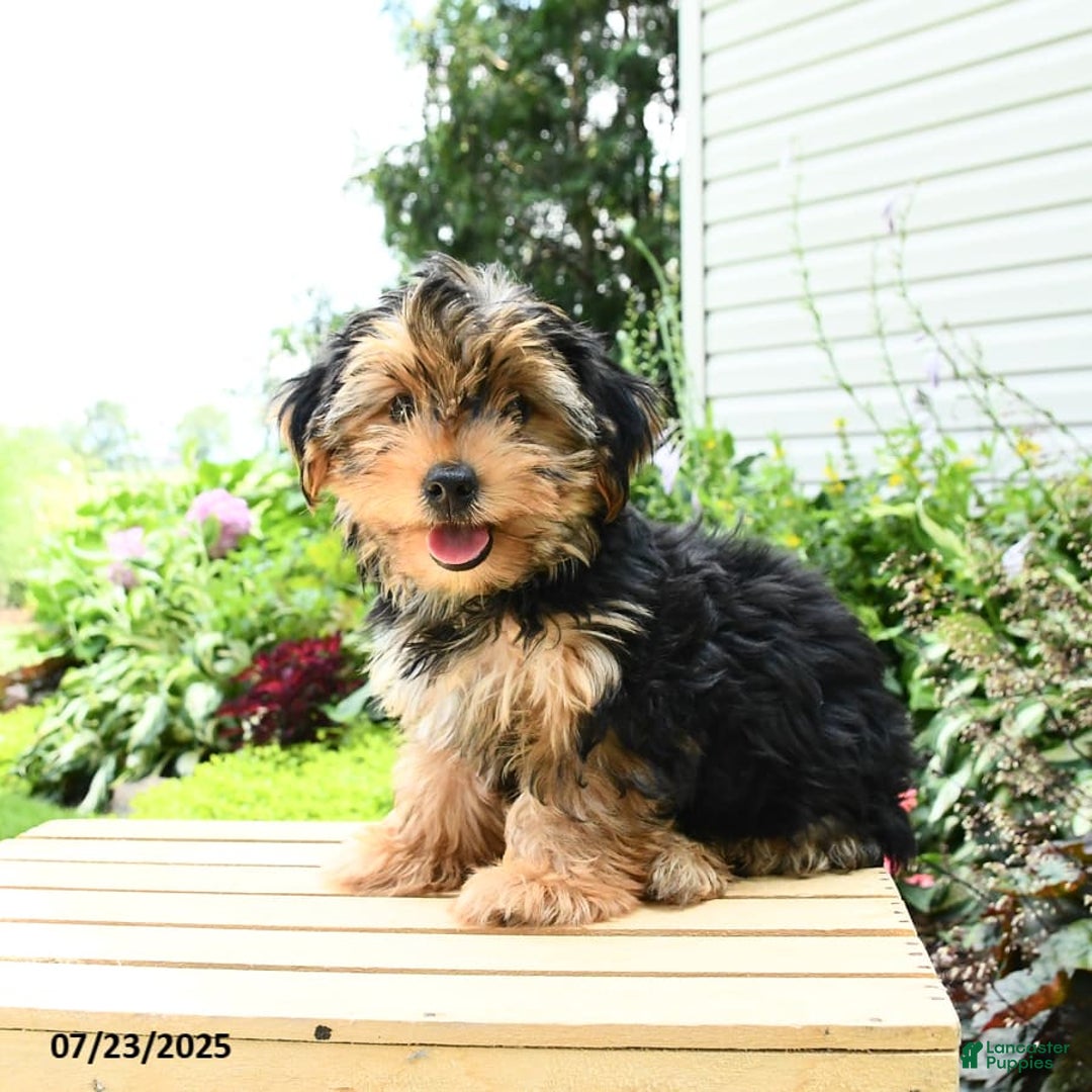 Yorkshire Terrier dogs for sale: Benny - Image 4