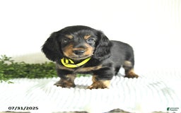 Miniature Dachshund dogs for sale: Walker - Image 1