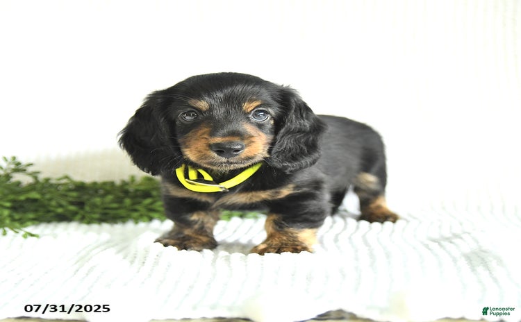 Miniature Dachshund dogs for sale - Ad 1