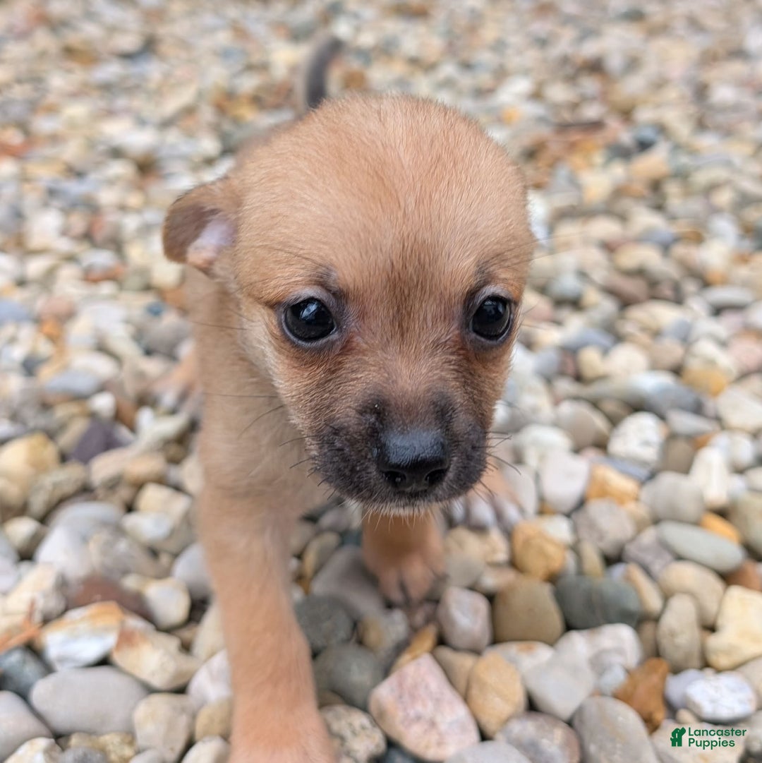 Pomchi dogs for sale: Bear - Image 10