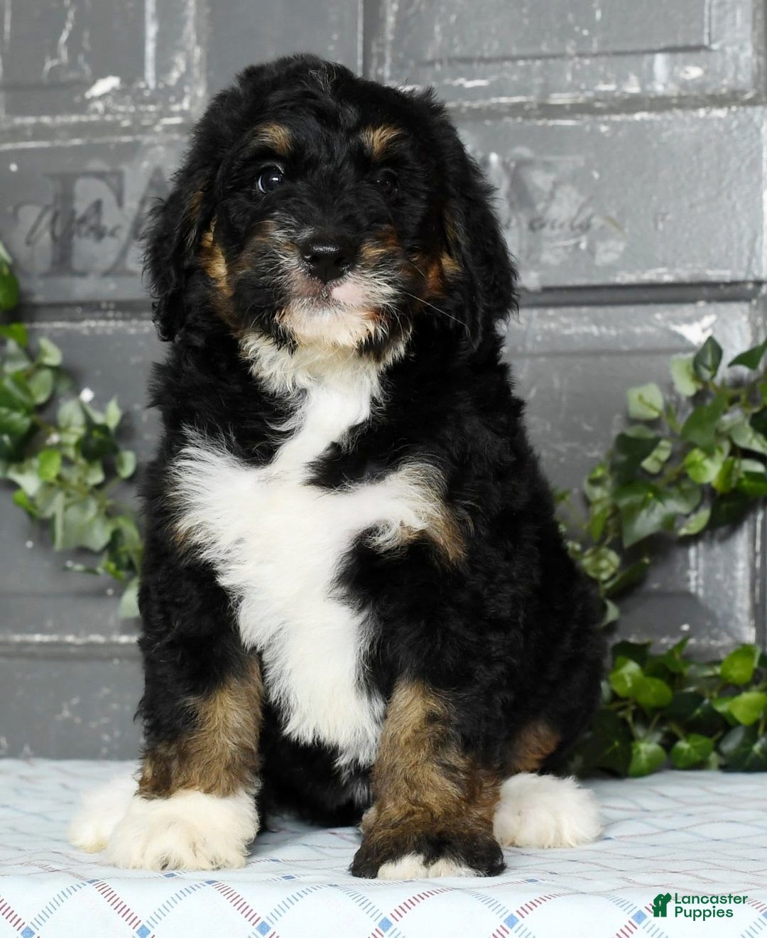 Bernedoodle dogs for sale: Delores - Image 8