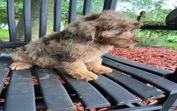 Mini Aussiedoodle dogs for sale: Ringo - Image 9