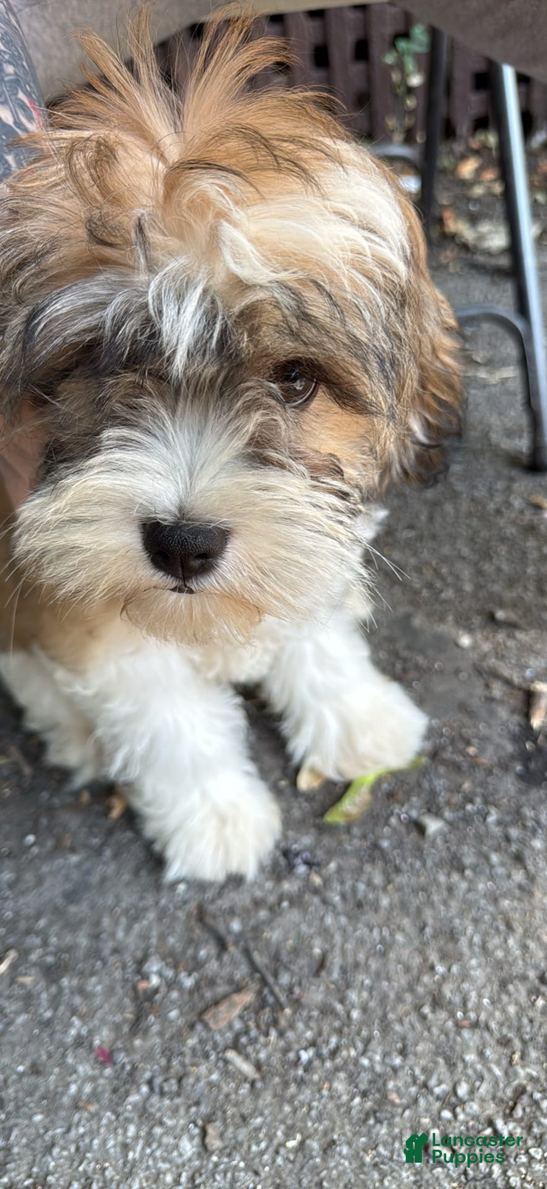 Shihpoo dogs for sale: Lilly - Image 2