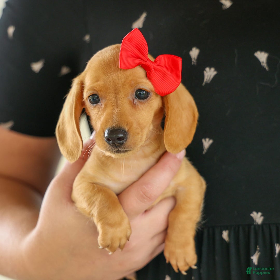 Miniature Dachshund dogs for sale: Nick - Image 15