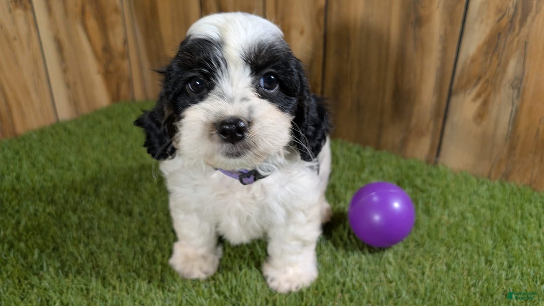 Cavapoo dogs for sale: Missy Girl 3 - Image 12